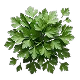 Organic Parsley Leaf
