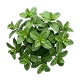 Organic Peppermint Leaf